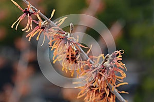 Witch Hazel Diane