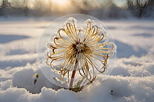 Witch-hazel flower blooms in a peaceful snowy wildflower field. photo