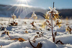 Witch-hazel flower blooms in a peaceful snowy wildflower field. photo