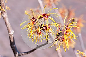 Witch hazel flowers