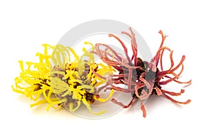 Witch hazel flowers