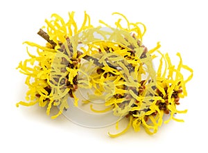 Witch hazel flowers