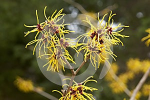 Witch hazel flowers