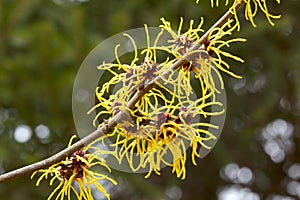 Witch hazel flowers