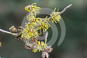 Witch hazel, Hamamelis x Intermedia Wiero with light yellow flowers