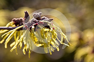 Witch hazel photo