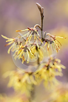 Witch hazel Hamamelis Ã— intermedia `Arnold Promise` in flowe