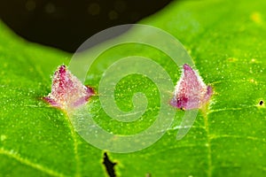 Witch hazel leaf with galls of the cone gall aphid