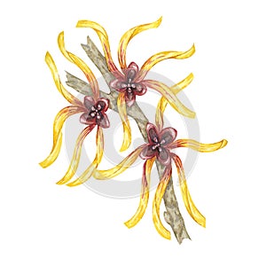 Witch hazel medicinal plant flowers clipart. Hamamelis virginiana japonica branch Watercolor illustration for cosmetics