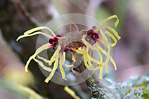 Witch Hazel Flower Blossom Spider Petals 02