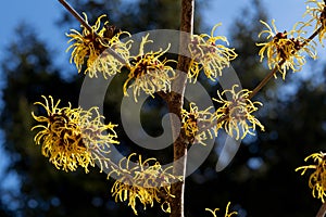 Witch hazel that yellow beautiful flowers bloom early spring.