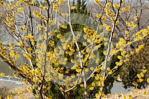 Witch hazel that yellow beautiful flowers bloom early spring.