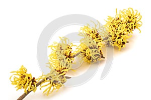 Witch hazels flowers