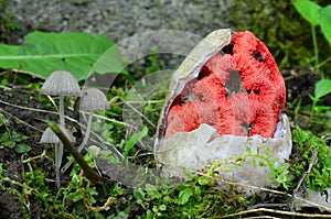 Witch heart mushroom