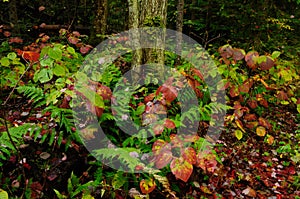 Witch Hobble And Red Maple, Siamese Ponds Wilderness Area, Adirondack Forest Preserve, New York USA