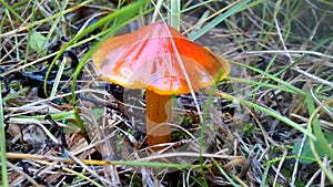 Witch`s Hat `Blackening Waxcap` Mushroom