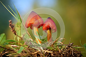 Witch`s hat Hygrocybe conica on a meadow