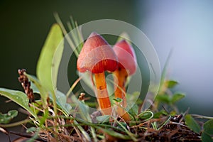 Witch`s hat Hygrocybe conica on a meadow in autumn photo