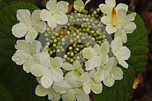 Witchb Hobble In Bloom Viburnum lantanoides In The Adirondack