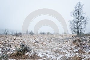 Witches` broom birch in snowy High Fens landscape