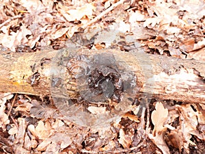 witches butter black fungi fungus growing on log forest floor sp photo