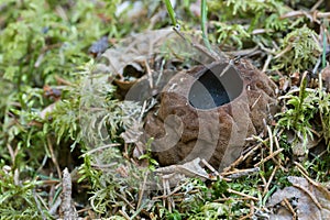 Witches cauldron, Sarcosoma globosum among moss