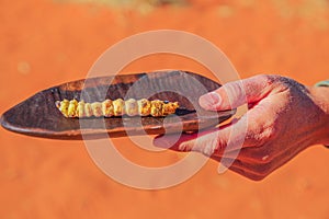 Witchetty grub Bush Tucker