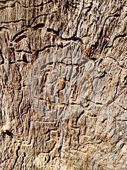 Witchety Grub Marks on Tree