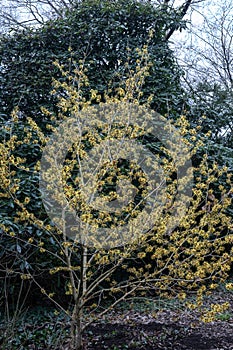 Witchhazel Hamamelis x intermedia Imperialis pale yellow flowering shrub