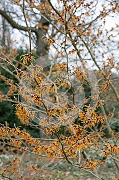 Witchhazel Hamamelis x intermedia Rolena shrub with orange-yellow flowers