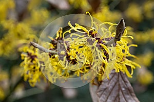 Witchhazel Hamamelis x intermedia Nina pure yellow flowers in close-up