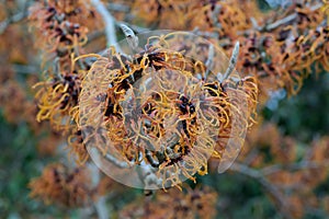 Witchhazel Hamamelis x intermedia Spanish Spider orange flowers