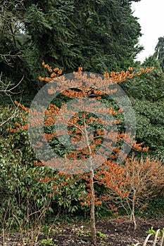 Witchhazel Hamamelis x intermedia Spanish Spider shrub with orange flowers
