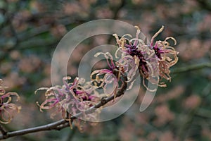 Witchhazel Hamamelis x intermedia Strawberries and Cream, salmon flowers