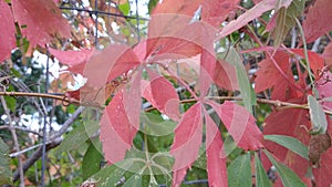 Witchs vine climbing red leaves photo