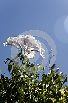 Wite bignonia hanging on the branch