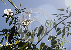 Wite bignonia hanging on the branch