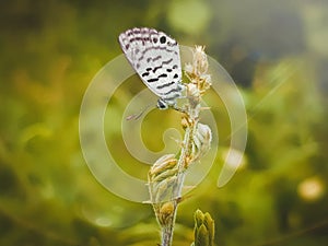 White butterfly natur 4k photo photo