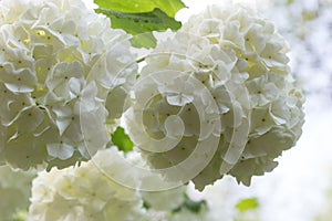 Wite flowers of Viburnum