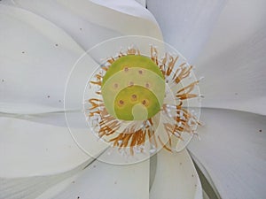 wite lotus flower