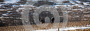 Wite-tailed deer (Odocoileus virginianus) eating in a Wisconsin cornfield in spring