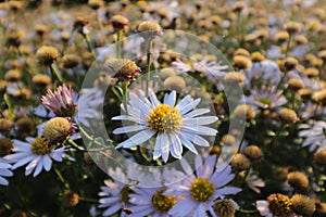 Wite yellow bush flower in garden whit cool background flower pops out