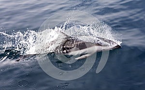 Witgestreepte Dolfijn, Pacific White-sided Dolphin, Lagenorhynchus obliquidens