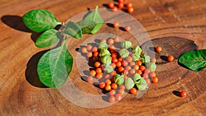 Withania somnifera or ashwagandha leaves and red fruit berries on wooden background. winter cherry. healthcare