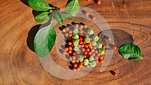 Withania somnifera or ashwagandha leaves and red fruit berries on wooden background. winter cherry. healthcare