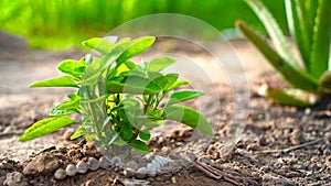 Withania Somnifera or Ashwagandha plant. Medicinal plant of Withania Somnifera with attractive green leaves