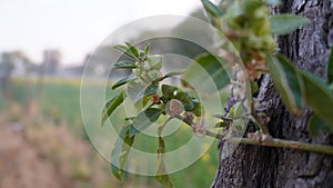 Withania somnifera branch closeup with green blurred background. Ashwagandha leaves with greenish pigment