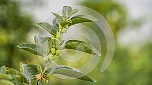 Withania somnifera growing in field, India. winter cherry fruit and leaves used to increase immunity power