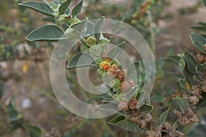 Withania somnifera plant close up