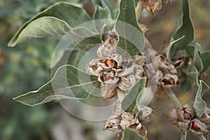 Withania somnifera plant close up